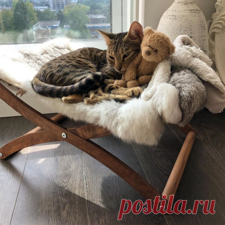 Идеи для пушистых питомцев