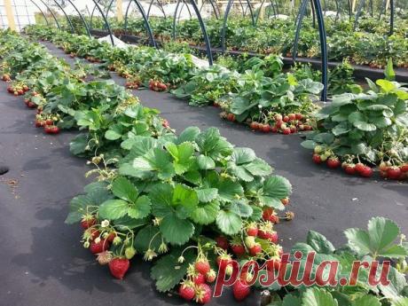 Как посадить 1000 кустов клубники и не заработать радикулит
