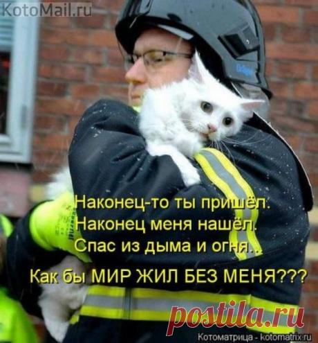 Они всегда нуждаются в нашей помощи | KotoMail.ru