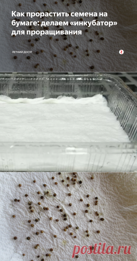 Как прорастить семена на бумаге: делаем «инкубатор» для проращивания | Летний досуг | Яндекс Дзен
