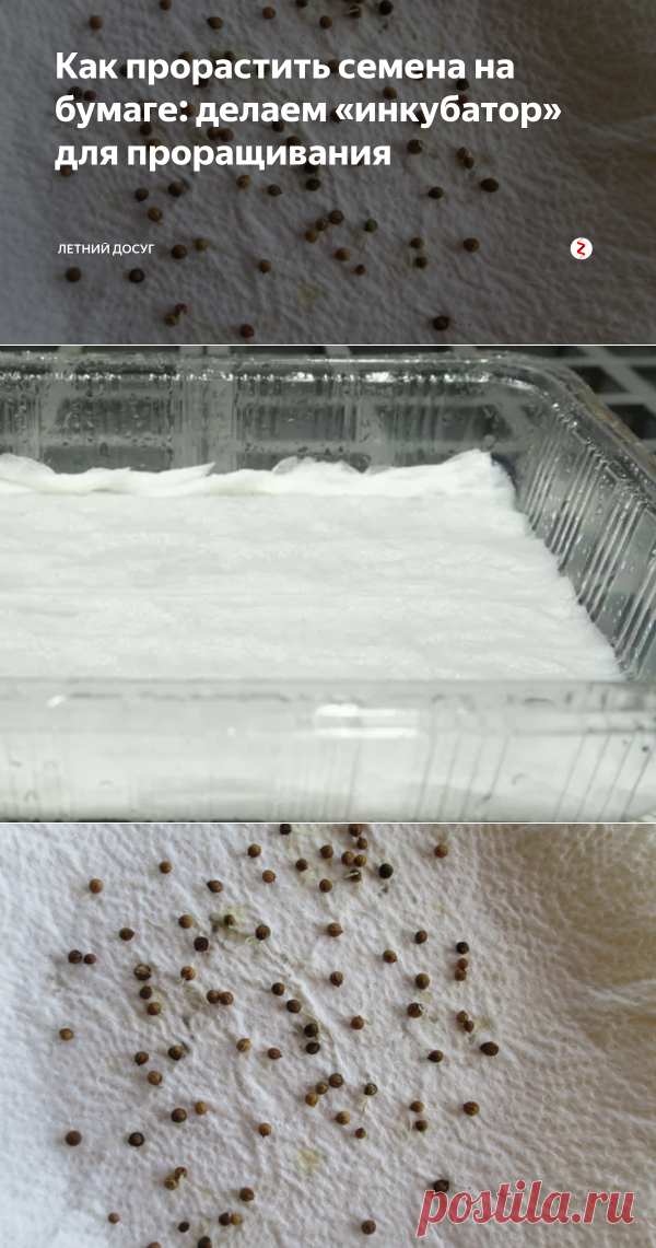 Как прорастить семена на бумаге: делаем «инкубатор» для проращивания | Летний досуг | Яндекс Дзен