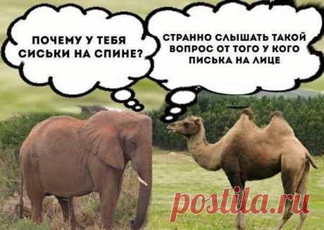 (54) Одноклассники