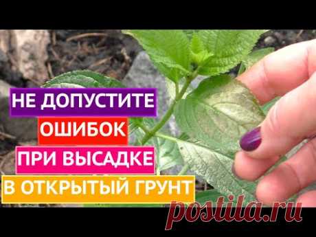 О ЧЕМ НЕЛЬЗЯ ЗАБЫТЬ ДО И ПОСЛЕ ВЫСАДКИ РАССАДЫ!