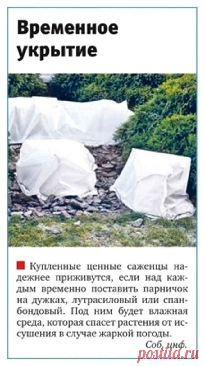 Временное укрытие для ценных саженцев