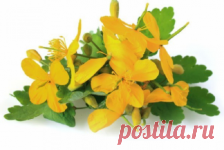 Чистотел поможет при лечении онкологии и не только.
Особенно целебен корень, так как в траве алкалоидов до 1,87%, а в корне — до 4,4%.
Чистотел — многолетнее растение семейства маковых, во всех частях содержит оранжевый млечный сок. Особе…