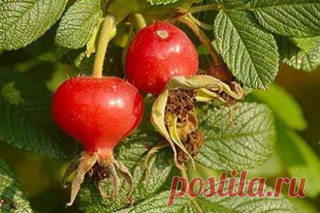 Шиповник: масло для лица – быстрое омоложение кожи | Косметичка