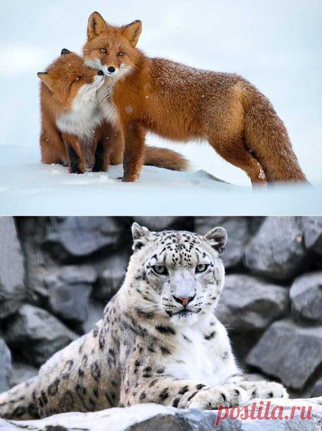 Лучшие фото National Geographic / Всё самое лучшее из интернета