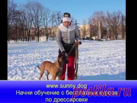 5 способов, отучения собаки тянуть. Отучаем тянуть на поводке 5 експрес методов