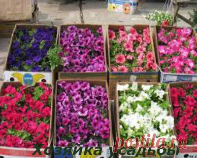 Что сеять в феврале на рассаду.