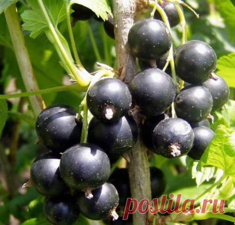 Смородина черная: сорта, выращивание и уход