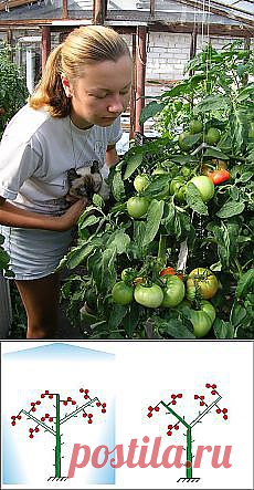 Письмо «Обрезка плетистых роз — FloweryVale.ru и другие материалы. Новое в Вашей подборке на Постила.ru» — Постила.ru — Яндекс.Почта