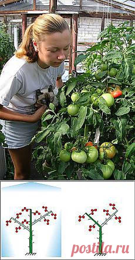 Письмо «Обрезка плетистых роз — FloweryVale.ru и другие материалы. Новое в Вашей подборке на Постила.ru» — Постила.ru — Яндекс.Почта