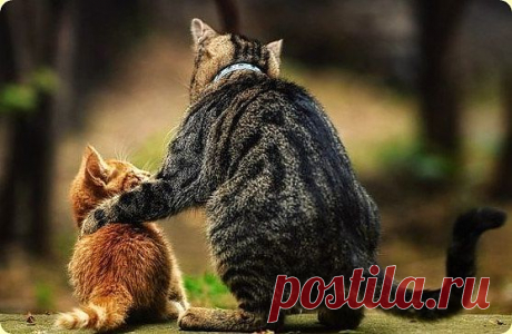 Притча: «Про Счастье»