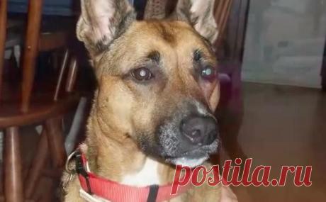 Собака смотрела на хозяев, не отрываясь, каждую ночь