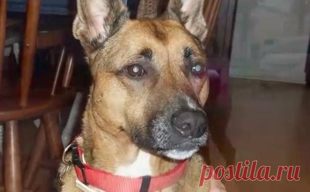 Собака смотрела на хозяев, не отрываясь, каждую ночь