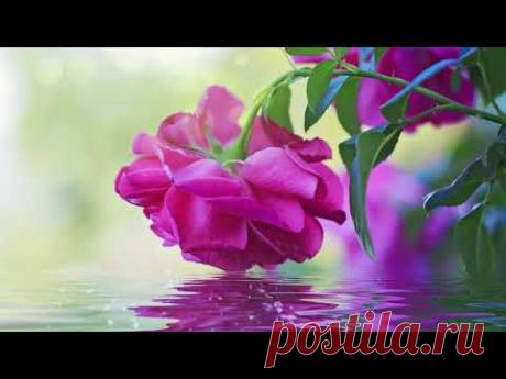 HD Фон для видео монтажа Футаж Роза над водой