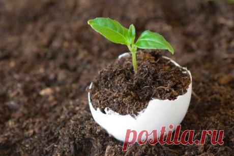 Полезные свойства яичной скорлупы, как использовать ее на огороде