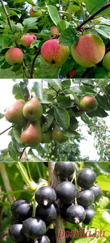 Садовые посадки — компаньоны — 6 соток