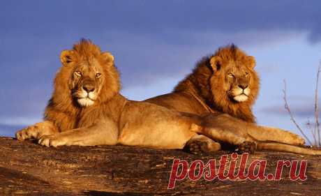 флора и фауна танзании – Google Поиск