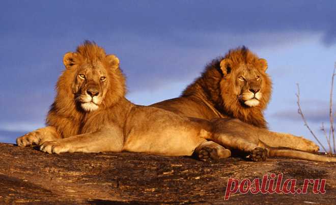 флора и фауна танзании – Google Поиск