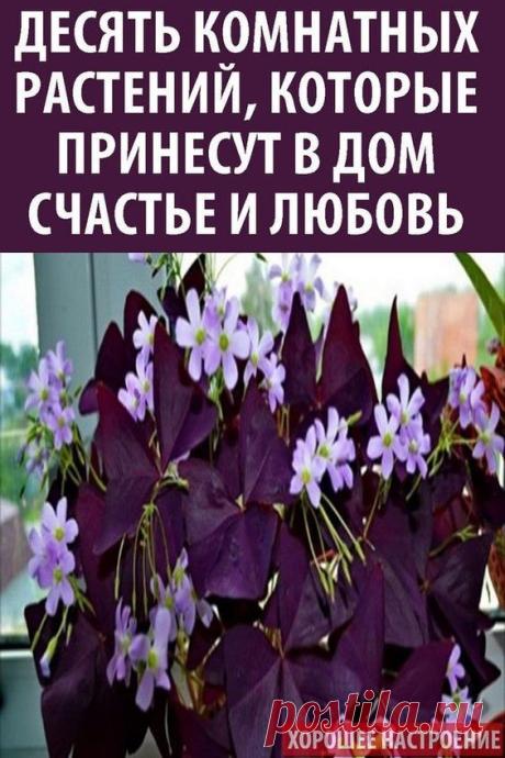 10 магических комнатных растений для привлечения любви и положительной энергии!