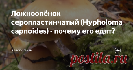 Ложноопёнок серопластинчатый (Hypholoma capnoides) - почему его едят? Опенок серопластинчатый - съедобный гриб 4 категории. Его засаливают, маринуют, сушат, готовят в супах. Отваривание около 14-16 минут. Встречается с конца лета до глубокой осени. В основном в хвойных лесах на гнилых пнях или корнях. Имеет массу названий:  ЛОЖНООПЕНОК МАКОВЫЙ, ОПЕНОК СОСНОВЫЙ, ОПЕНОК СЕРОПЛАСТИНКОВЫЙ, ГИФОЛОМА ГОЛОВООБРАЗНАЯ.