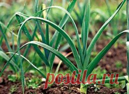 Лук-порей. Выращивание и уход - "Моё хобби" - fybcbvjdyf@mail.ru - Почта Mail.Ru