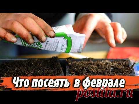 Что посеять в феврале на рассаду Сроки посева семян Советы для дачников и огородников - YouTube