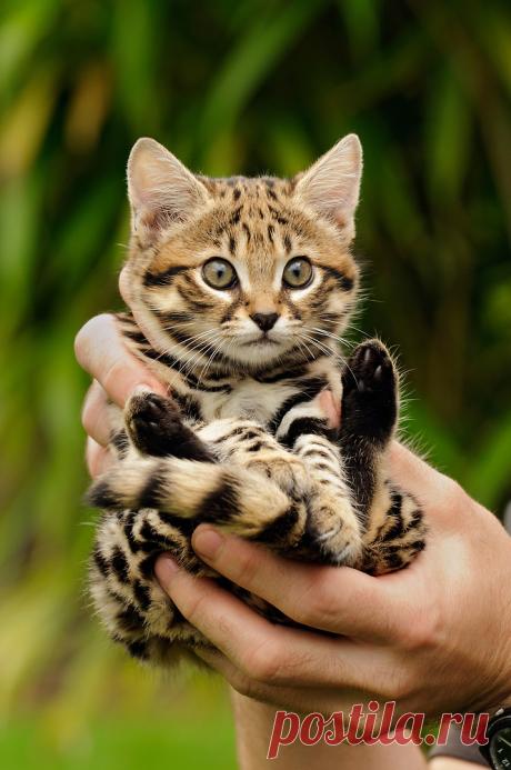 Black-footed cat (Felis nigripes) | Terry Whittaker Photography