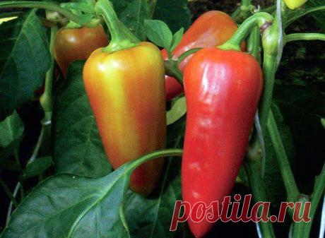 Ошибки при выращивании перца