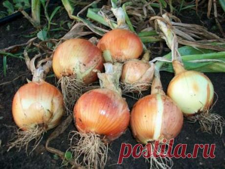 Способы подкормки лука в начале июля, чтобы он давал хороший урожай — Ⴚα∂ ℨα୮০τ০Ᏸҡα