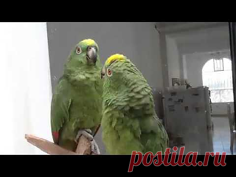 Видео сайта «Улыбнись-ка ! - лучшие приколисты здесь.»