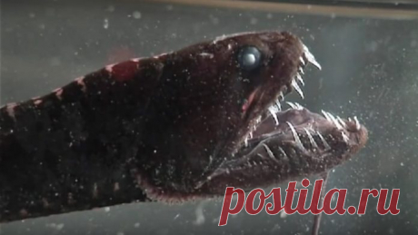 Наша природа – великая выдумщица, иначе как можно объяснить существование таких странных и (будем откровенными) достаточно пренеприятнейших существ для людского глаза.