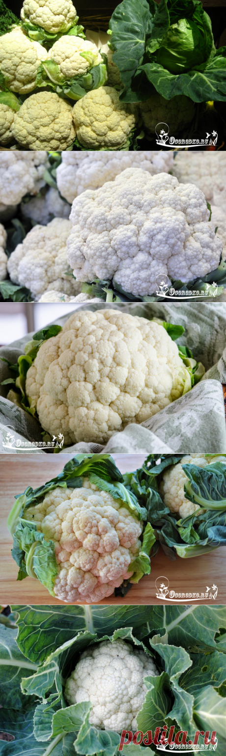 Сорта и гибриды цветной капусты