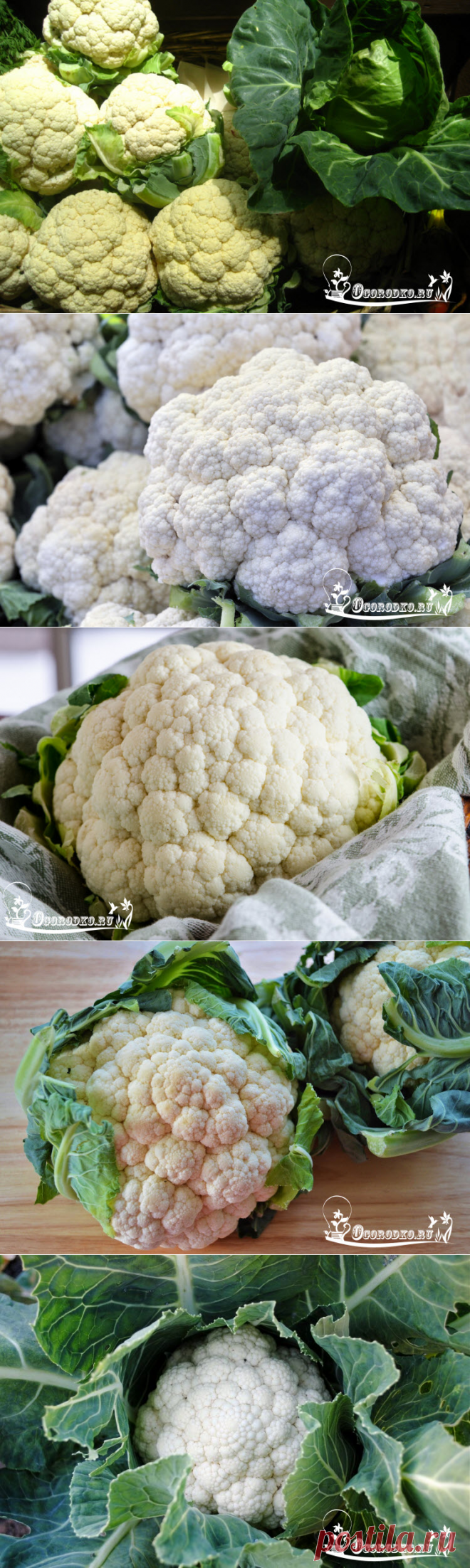 Сорта и гибриды цветной капусты