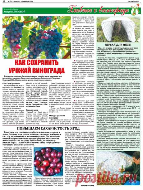 Как сохранить урожай винограда. Повышаем сахаристость ягод винограда

| клубника на зиму