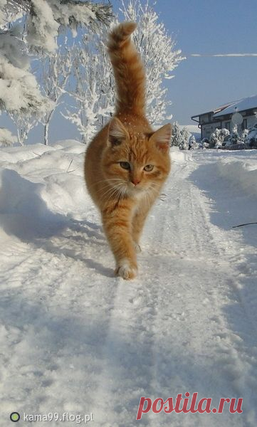Pinterest: инструмент для поиска и хранения интересных идей