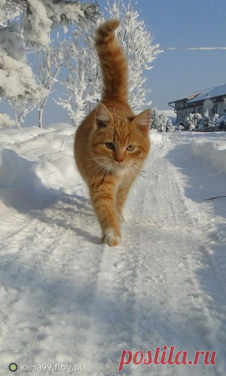 Pinterest: инструмент для поиска и хранения интересных идей