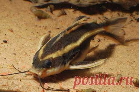 Платидорас — аквариумный сомик — ДОМАШНИЕ