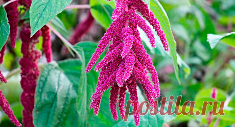 АМАРАНТ – ЦЕННАЯ ЗЕРНОВАЯ КУЛЬТУРА | 🌾Центр оценки качества зерна | Дзен