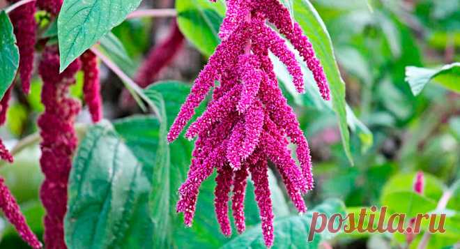 АМАРАНТ – ЦЕННАЯ ЗЕРНОВАЯ КУЛЬТУРА | 🌾Центр оценки качества зерна | Дзен