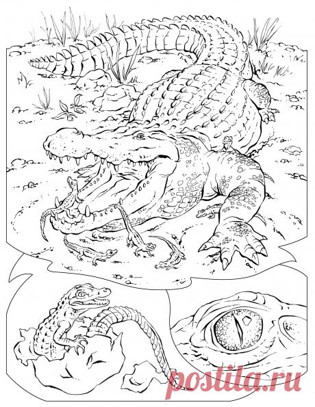 Крокодил раскраски распечатать