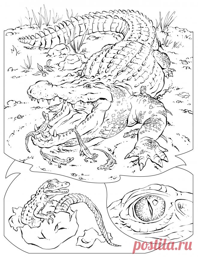 Крокодил раскраски распечатать