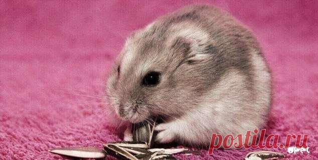 Пуси-пуси юмор для девушек и женщин. Подборка прикольных картинок и фото №ofigennaja-42321008052020 | Офигенная