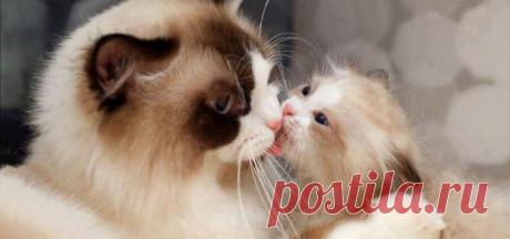 Забавные животные: трогательные фото мам и их детенышей