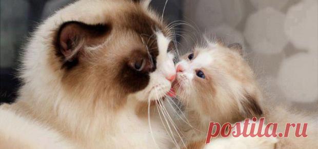 Забавные животные: трогательные фото мам и их детенышей