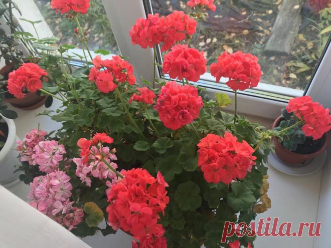 Досадная ошибка, из-за которой герань зимой погибает – подскажу, как её исправить | Зелёные истории | Дзен