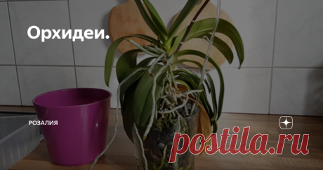 Орхидеи. Всем привет, друзья!
Начну с того, что у орхидей огромное количество воздушных корней.
Некоторые говорят, что это ненормально для орхидеи, что она просто выпрыгивает из горшка.
Но, как вы знаете, орхидеи - это эпифиты.