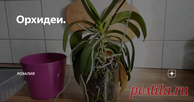 Орхидеи. Всем привет, друзья!
Начну с того, что у орхидей огромное количество воздушных корней.
Некоторые говорят, что это ненормально для орхидеи, что она просто выпрыгивает из горшка.
Но, как вы знаете, орхидеи - это эпифиты.