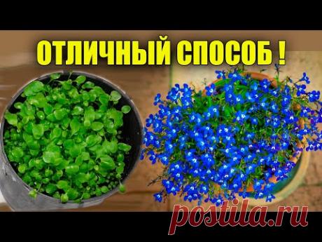 БУКЕТНЫЙ СПОСОБ ПОСЕВА ЛОБЕЛИИ!